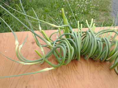 plant garlic